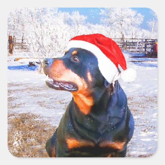 Adesivo Quadrado Pintura de Natal do Cão Rottweiler (Frente)