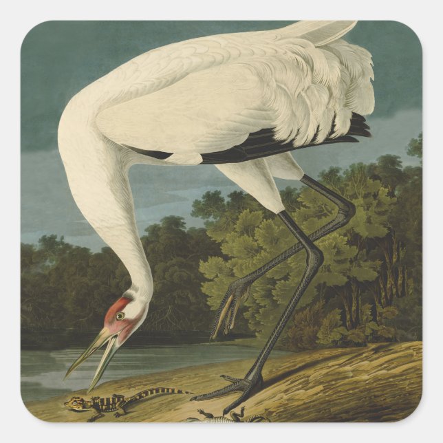 Adesivo Quadrado Pintura de pássaros Audubon Crane Whoping (Frente)