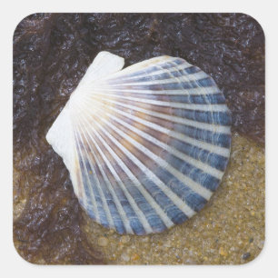 Adesivo Quadrado Piscina maré