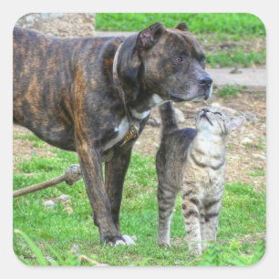 Adesivo Quadrado Pit Bull e Cat