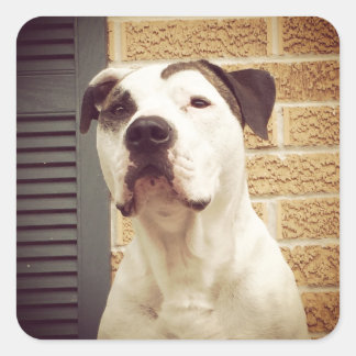 Adesivo Quadrado Pit Bull T-Bone
