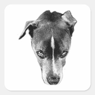 Adesivo Quadrado Pitbull Mix Portrait Bold Gaze — Vinheta de Arte