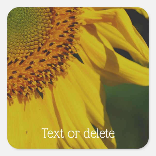 Adesivo Quadrado Placas de girassol personalizadas (Frente)