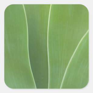 Adesivo Quadrado Planta Agave Close Up