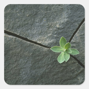 Adesivo Quadrado Planta crescendo em rocha rachada