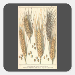 Adesivo Quadrado Planta de Trigo Resistente à Seca, Agricultura Ant