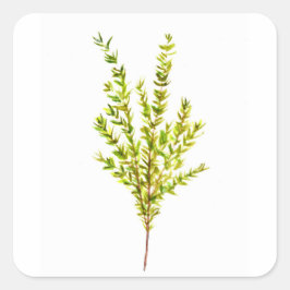 Adesivo Quadrado Plantas aromáticas por tomilho