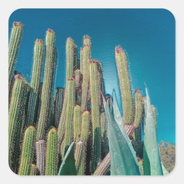 Adesivo Quadrado Plantas De Cactus No Deserto De África, Em Pera Rá