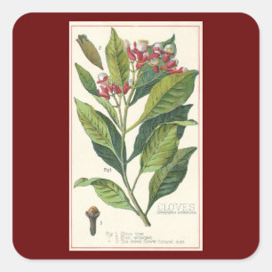 Adesivo Quadrado Plantas De Comida Vintage