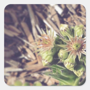 Adesivo Quadrado Plantas de galinhas e Pintinhos