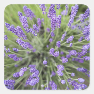 Adesivo Quadrado Plantas de lavanda