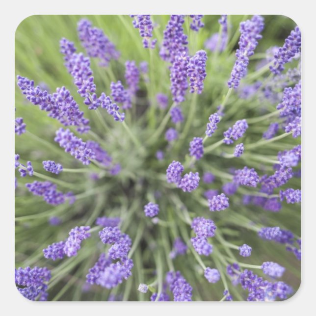 Adesivo Quadrado Plantas de lavanda (Frente)
