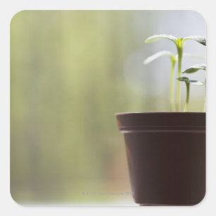 Adesivo Quadrado Plantas do girassol que sprouting no pote