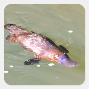 ADESIVO QUADRADO PLATÍPUS NA ÁGUA EUNGELLA AUSTRÁLIA