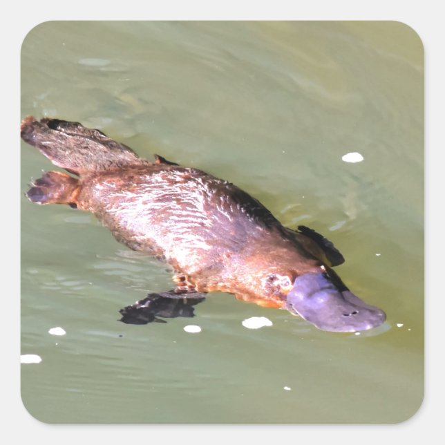 ADESIVO QUADRADO PLATÍPUS NA ÁGUA EUNGELLA AUSTRÁLIA (Frente)