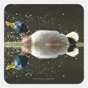 Adesivo Quadrado (Platyrhyncus dos Anas), agitando fora da água em