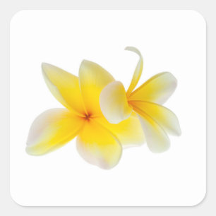 Adesivo Quadrado Plumeria Flores Hawaiian White Yellow Frangipani