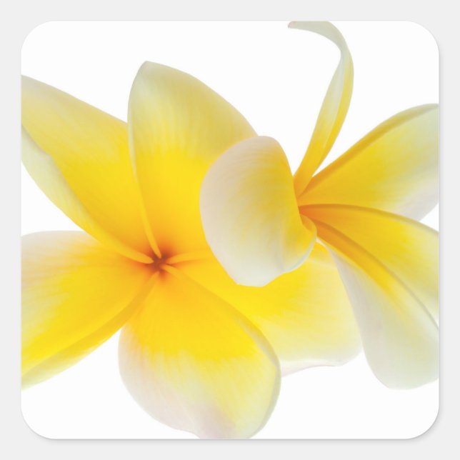Adesivo Quadrado Plumeria Flores Hawaiian White Yellow Frangipani (Frente)