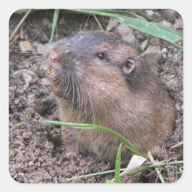 Adesivo Quadrado Pocket Gopher (Frente)