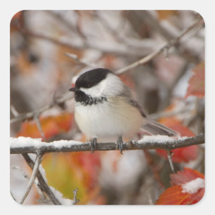 Adesivo Quadrado Poecile atricapillus adulto na neve