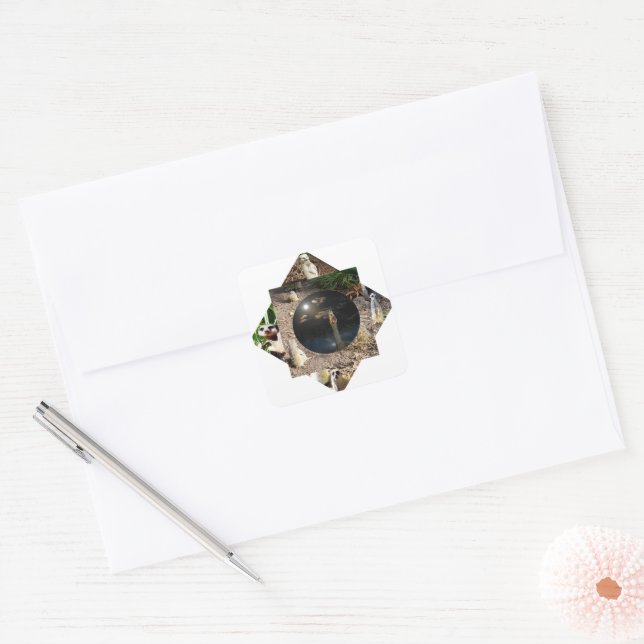 Adesivo Quadrado Poliscópio Meerkat, (Envelope)