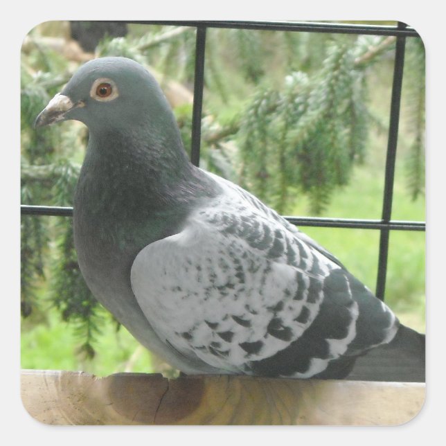 Adesivo Quadrado Pombo Perfeito (Frente)