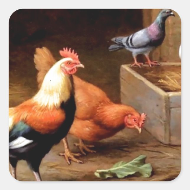 Adesivo Quadrado Pombos-galinha (Frente)