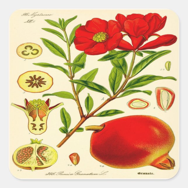 Adesivo Quadrado Pomegranato (Frente)