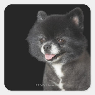 Adesivo Quadrado Pomeranian preto que olha à esquerda