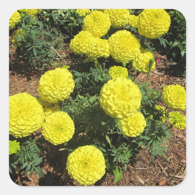 Adesivo Quadrado Pompom Amarelo Marigolds Plantas Jardineiras (Frente)