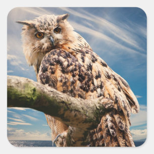 Adesivo Quadrado Pondering Owl