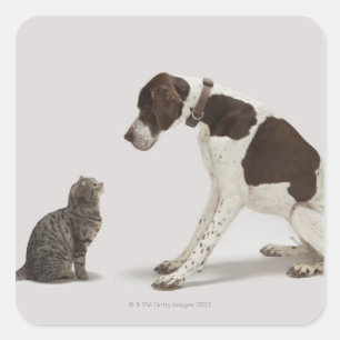 Adesivo Quadrado Ponteiro olhando para baixo para o gato