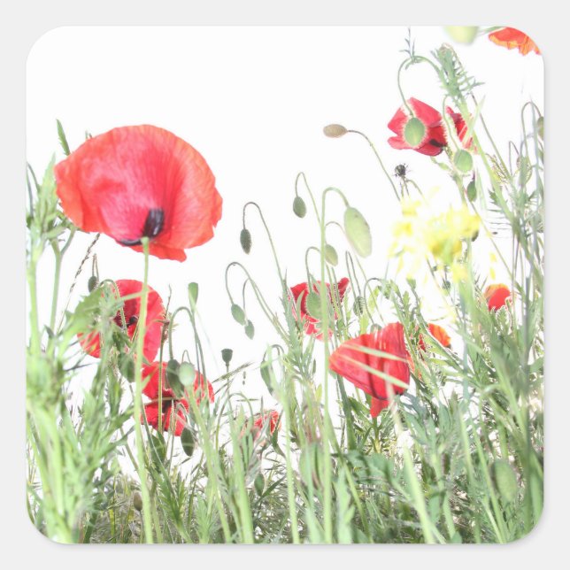 Adesivo Quadrado Poppy field Nature floresce flores (Frente)