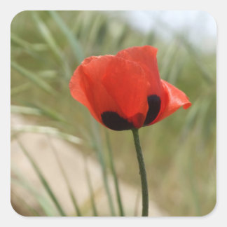 Adesivo Quadrado Poppy Stickers