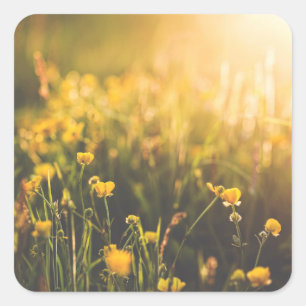 Adesivo Quadrado Pôr-do-sol do botão de ouro