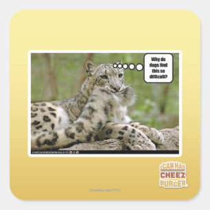 Adesivo Quadrado Por que os cães encontram este tão difícil?