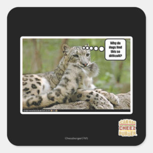 Adesivo Quadrado Por que os cães encontram este tão difícil?