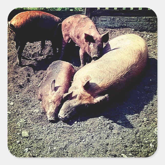 Adesivo Quadrado Porcos, tendo um abraço (Frente)