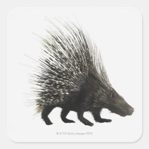 Adesivo Quadrado Porcupine