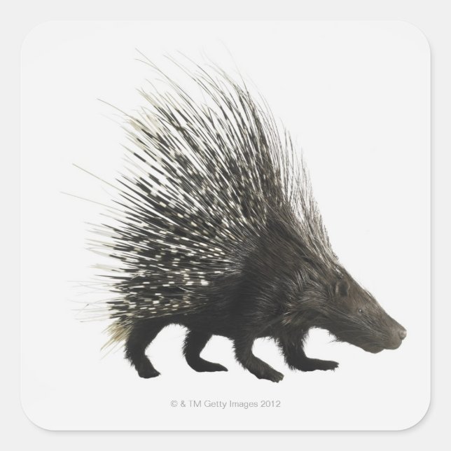 Adesivo Quadrado Porcupine (Frente)