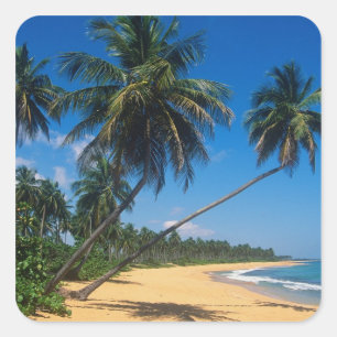 Adesivo Quadrado Porto Rico, Isla Verde, palmeiras.