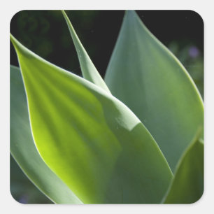 Adesivo Quadrado Portugal, Ilha da Madeira, Funchal. Botânica