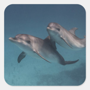 Adesivo Quadrado Pose Reprodutiva