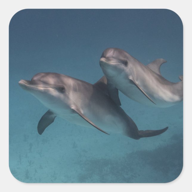 Adesivo Quadrado Pose Reprodutiva (Frente)