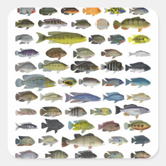 Adesivo Quadrado Poster de Grupo Cichlid