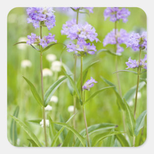 Adesivo Quadrado Prado de flores silvestres penstemon no