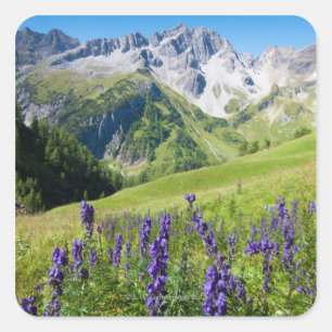 Adesivo Quadrado Prados do verão com o monkshood no primeiro plano