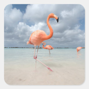 Adesivo Quadrado Praia Aruba dos flamingos