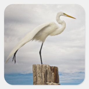 Adesivo Quadrado Praia talentoso do Egret   Fort Myers, Florida