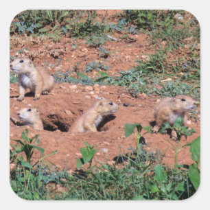 Adesivo Quadrado Prairie Dog Pups